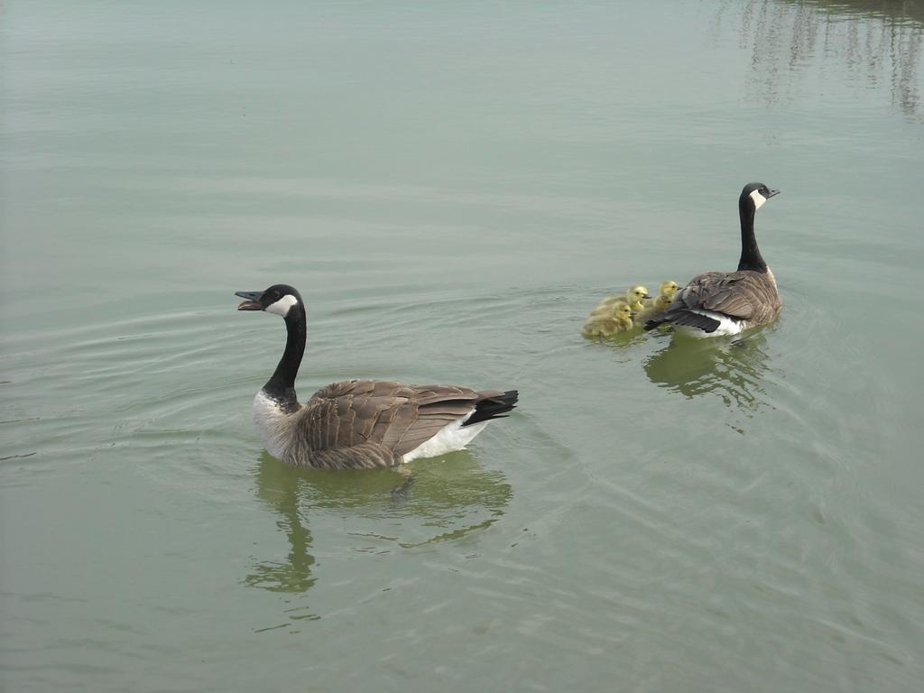 Bed & Breakfast Chalet On The Lake 4*